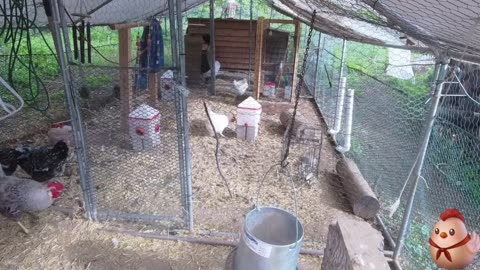 Chicken Live Stream