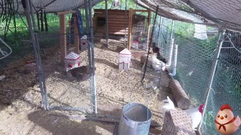 Chicken Live Stream