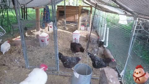 Chicken Live Stream