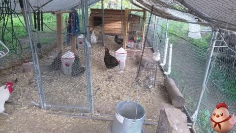 Chicken Live Stream