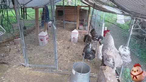 Chicken Live Stream