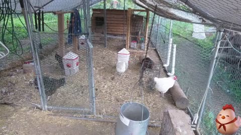 Chicken Live Stream