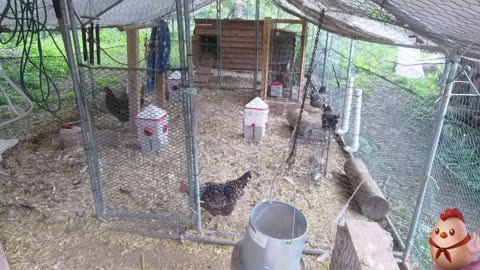 Chicken Live Stream