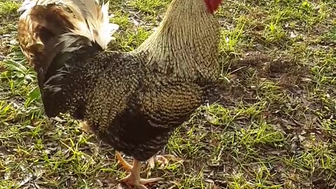 Animal