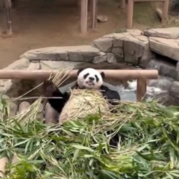 Panda life.. 😂