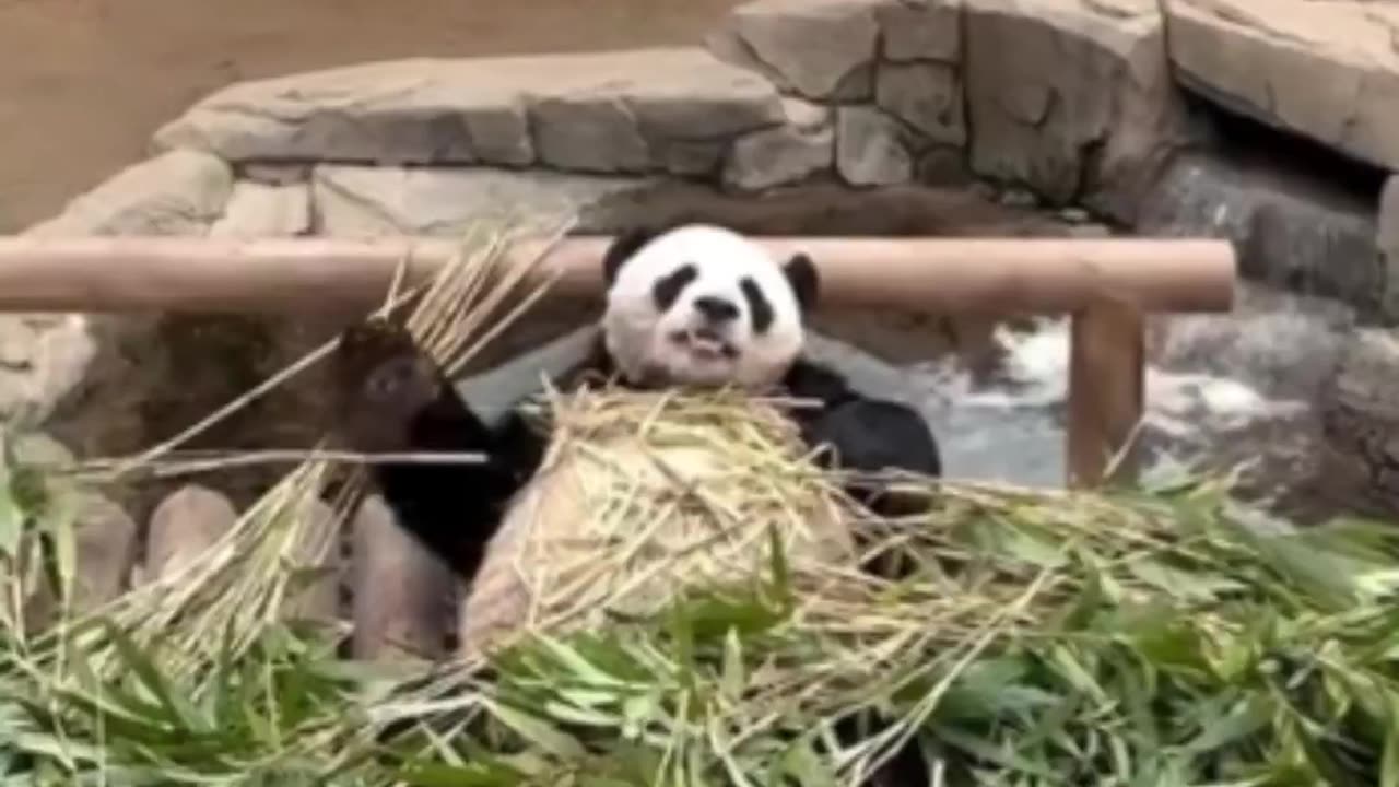 Panda life.. 😂