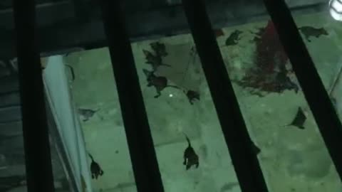 Dishonored - man the rats in newyork be like