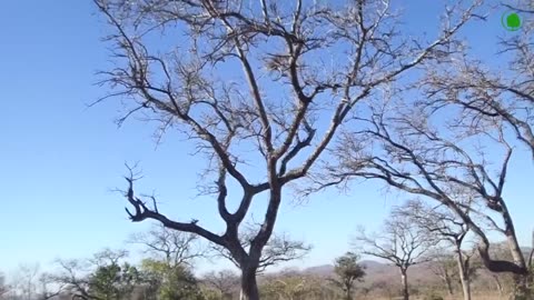 “Leopard’s Secret Hunting Strategy | Nature’s Stealth Assassin in Action”