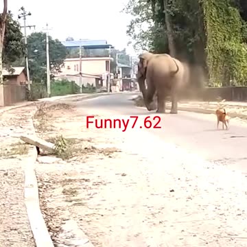 Elephant and YEDA YUNG #shorts #elephant #yedayung #shortsfeed #trending