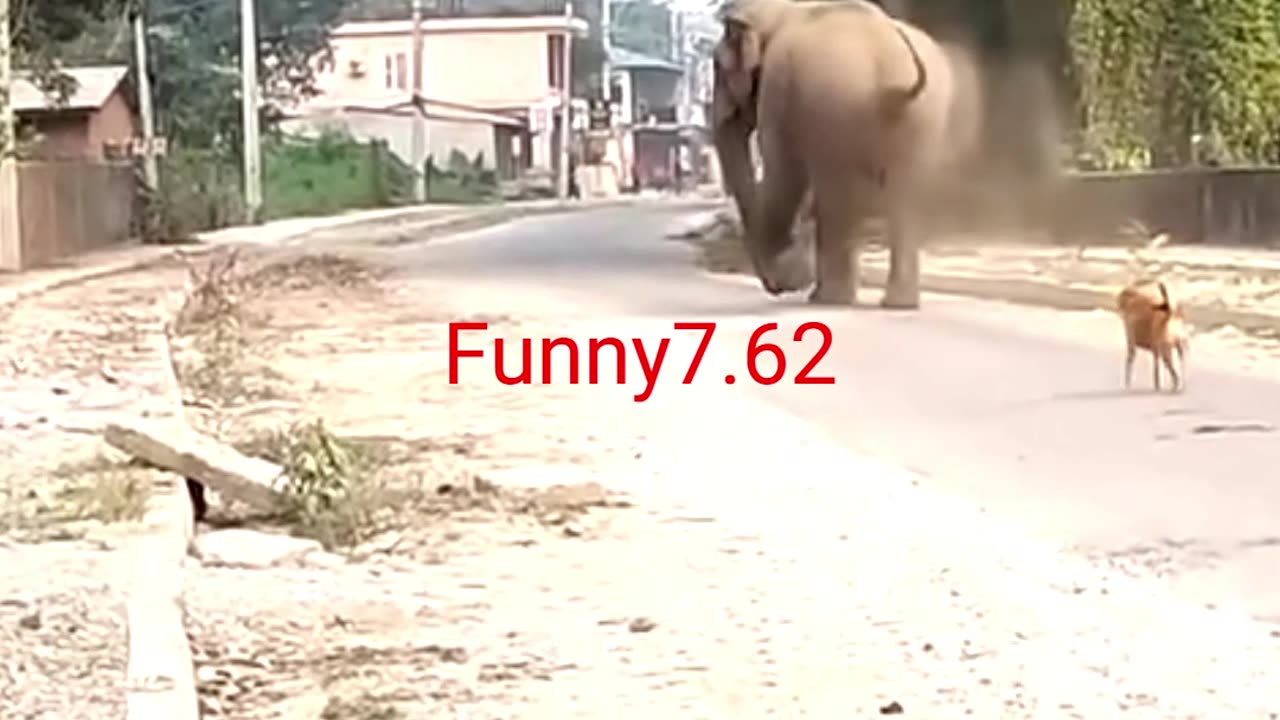 Elephant and YEDA YUNG #shorts #elephant #yedayung #shortsfeed #trending