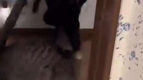 😂🐶🐱 Awkward but Cute Animal Friends! | FunFM