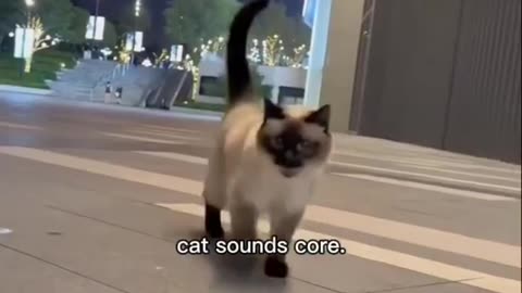 More Odd Cat Sounds