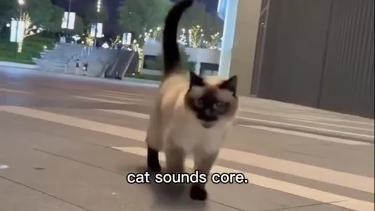 More Odd Cat Sounds