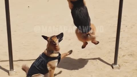 Tough training German Shepard , makes us great ! #germanshepard #animals #dogs