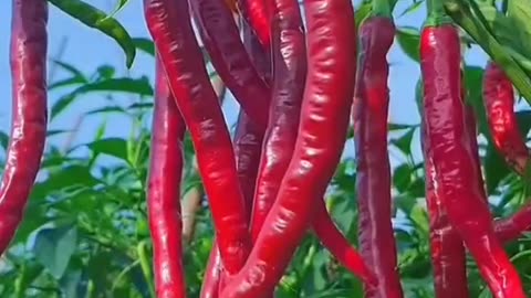 Do not plant these together!