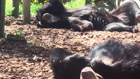 Nap Time bear relaxing after lunch