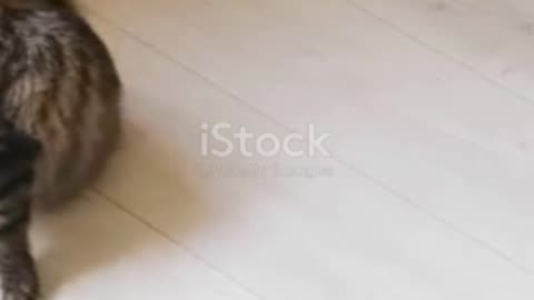 fuuny cats compilation