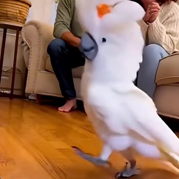 It's show time for Dancing parrot!