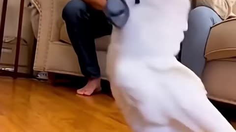 It's show time for Dancing parrot!