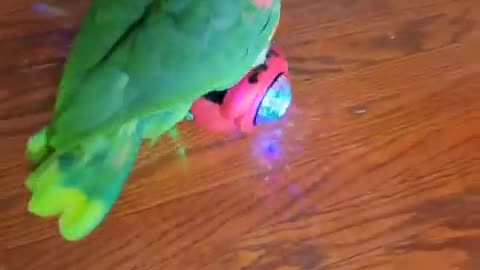 😂🤯 You Won't Believe This Bird's Hoverboard Ride! | FunFM