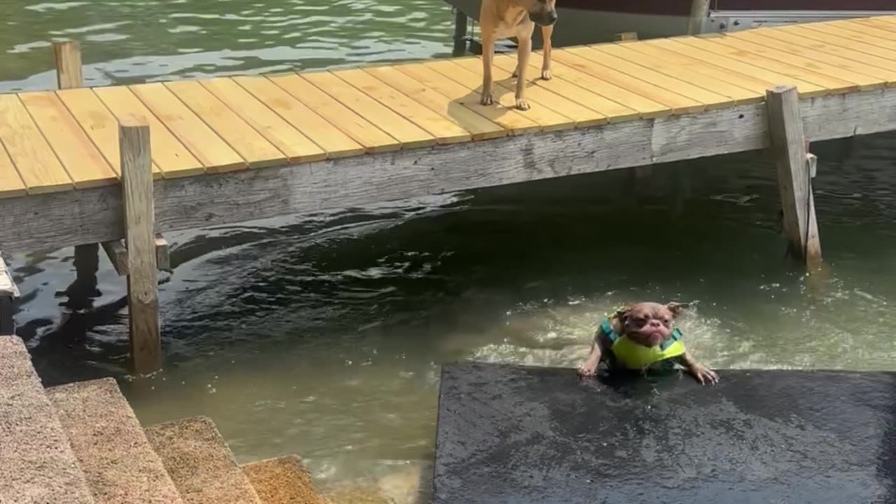 Frenchie Down!