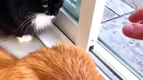 My pet cat brought a squirrel from outside and then