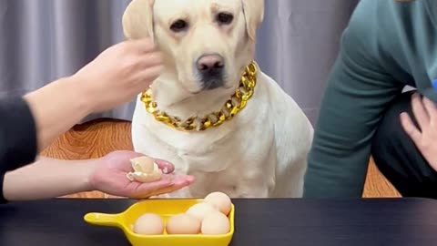 狗子没吃上，骂得可难听了 The dog didn't get to eat, and I was scolded so harshly