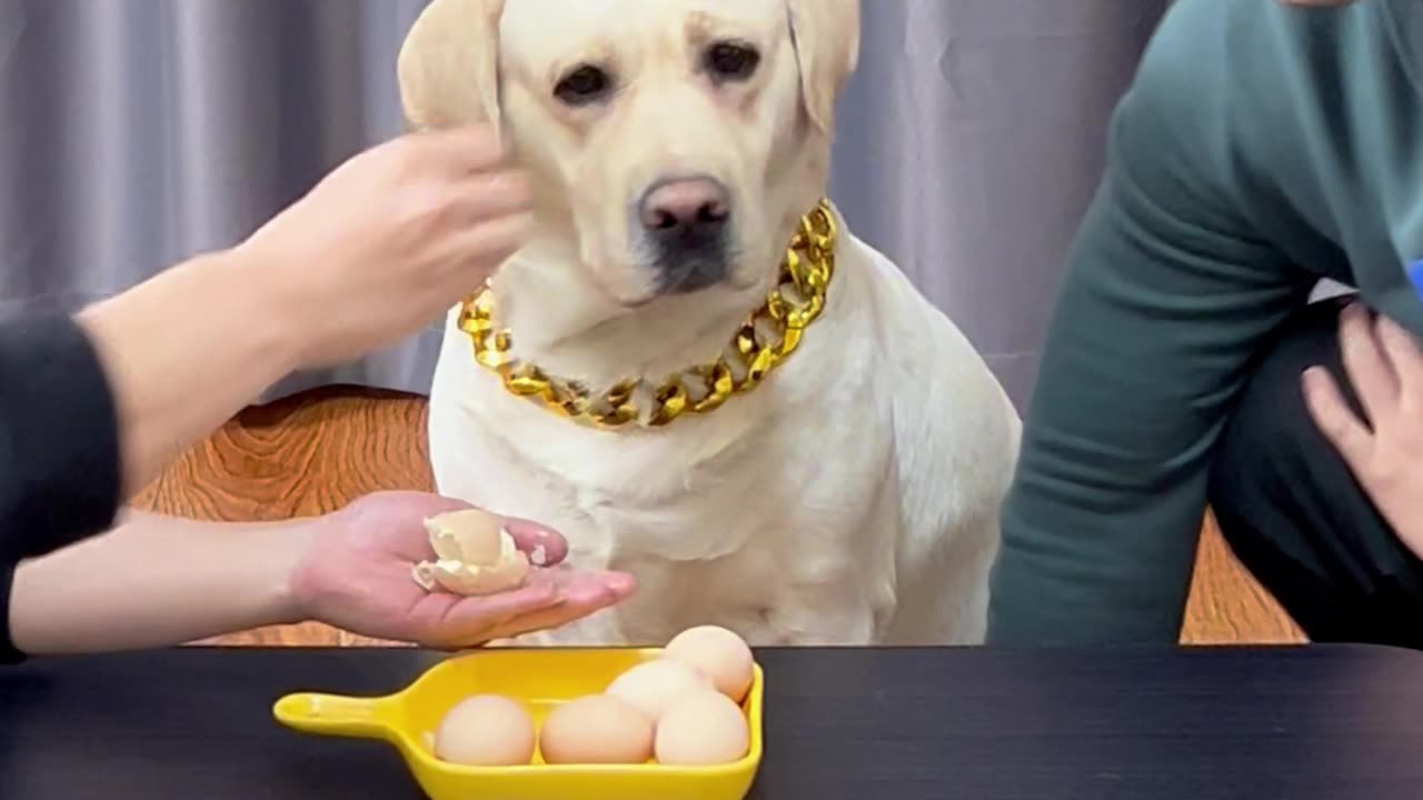 狗子没吃上，骂得可难听了 The dog didn't get to eat, and I was scolded so harshly