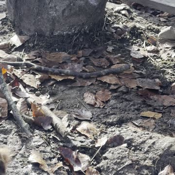 Bunny Explores Hidden Tunnel