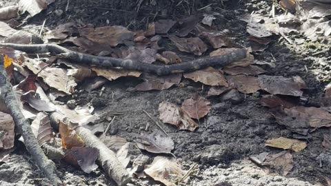 Bunny Explores Hidden Tunnel