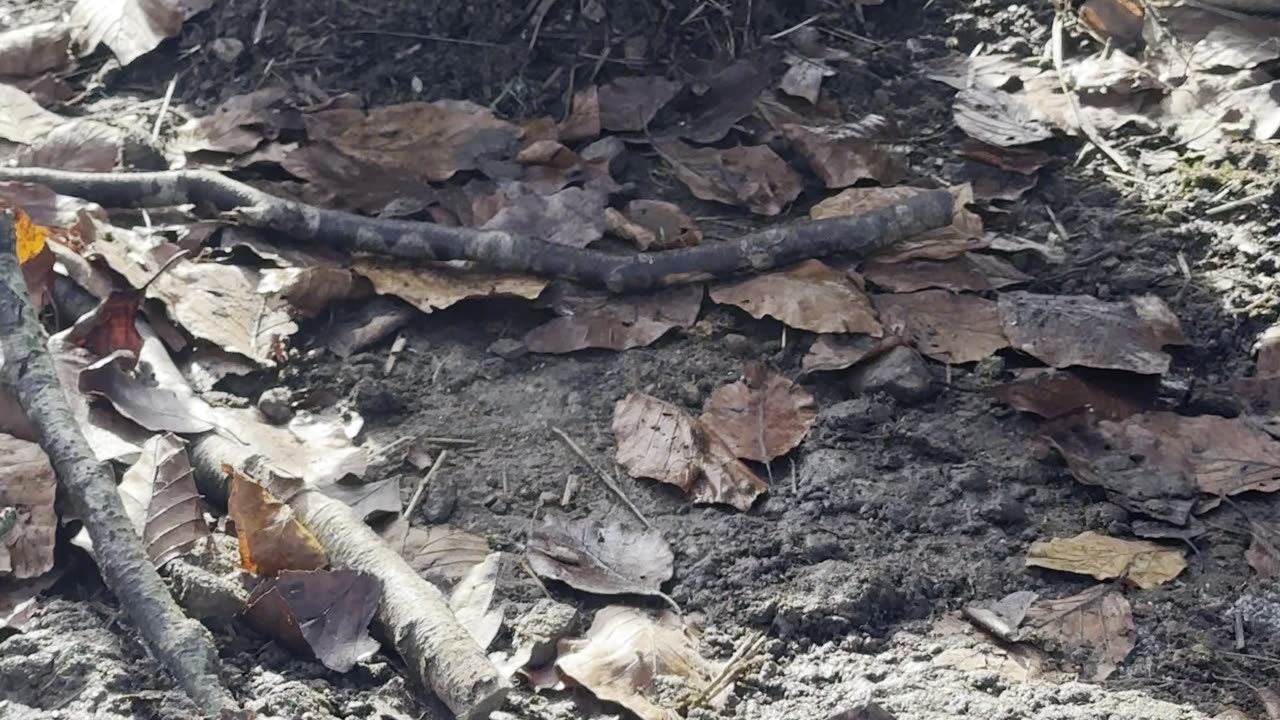 Bunny Explores Hidden Tunnel