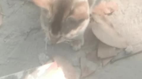 Watch the cat play