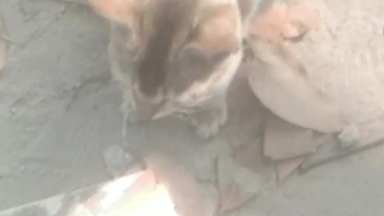 Watch the cat play