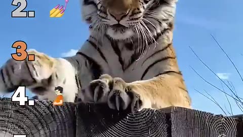 Ranking Best Big Cat Housecats Moments
