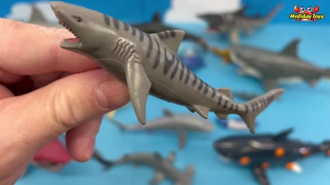Tiger Sharks Can Eat Prey that is Larger than Themselves