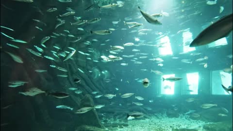Ultra HD Underwater Escape – Coral Reef & Fish with Calming Sleep Sounds