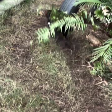 Only in Australia 🇦🇺 #viral #animals #reels #trendingnow #viralreelsシ