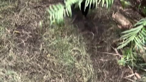 Only in Australia 🇦🇺 #viral #animals #reels #trendingnow #viralreelsシ