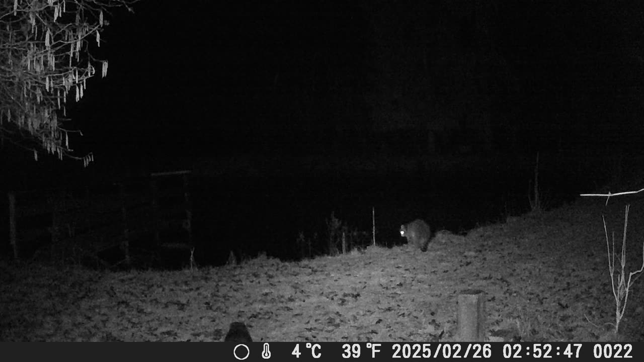 26022025 3 Waschbären