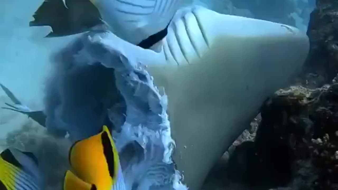 Fishes be like "look who's been eaten now