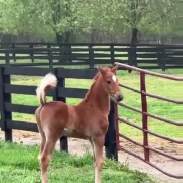 Cute Baby Horse. PLEASE LIKE AND FOLLOW