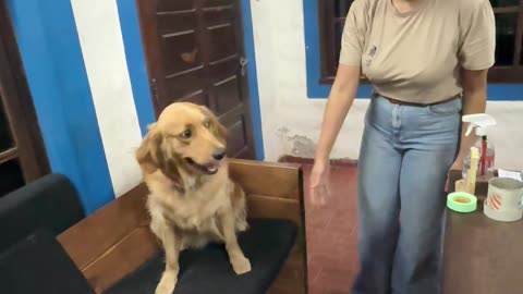 Golden Retriever Enlists Help to Retrieve Stolen Bone