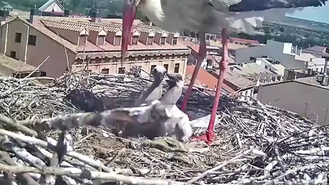 Young gluttons eat a huge meal with appetite 👍👍😃