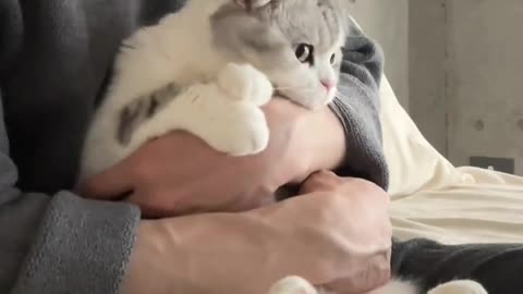 🧸？ #cat