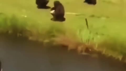 FUNNY ANIMAL COMPILATIONS - PART 56