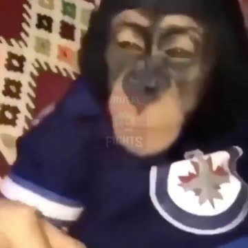 They Really Got a Monkey To Smoke 💀