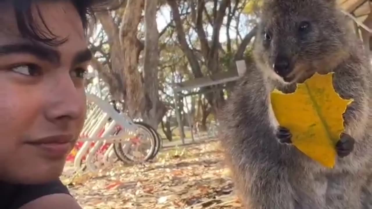 Meet Quokka: the happiest animal in the world!!