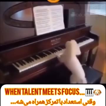 Little Pianist Dog Stuns Everyone with His Focus! سگ کوچولوی نوازنده همه رو شگفت‌زده کرد!