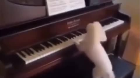 Little Pianist Dog Stuns Everyone with His Focus! سگ کوچولوی نوازنده همه رو شگفت‌زده کرد!