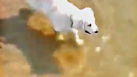 😂😆 "This Dog Just Invented Comedy!" 😂😆